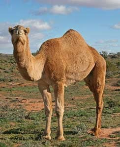 Camel via Wikimedia CC
