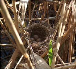 Bird's nest by Wikinoby via Wikimedia CC