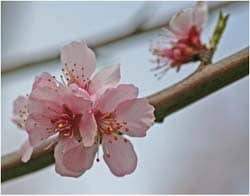 Almond blossom: Photo courtesy of ndrwfgg via C.C. License at Flickr