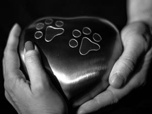 pet bereavement