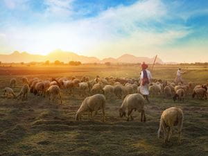 shepherd