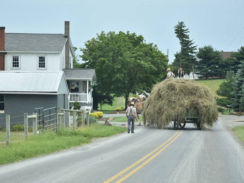 Amish Hay Farming 