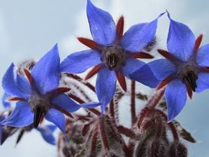 Borage Flower