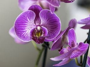 orchid